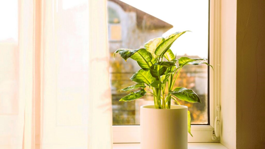 flower on the windowsill
